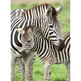 12948 Ravensburger Puzzle - Amore di zebra - Puzzle XXl (300 pz)