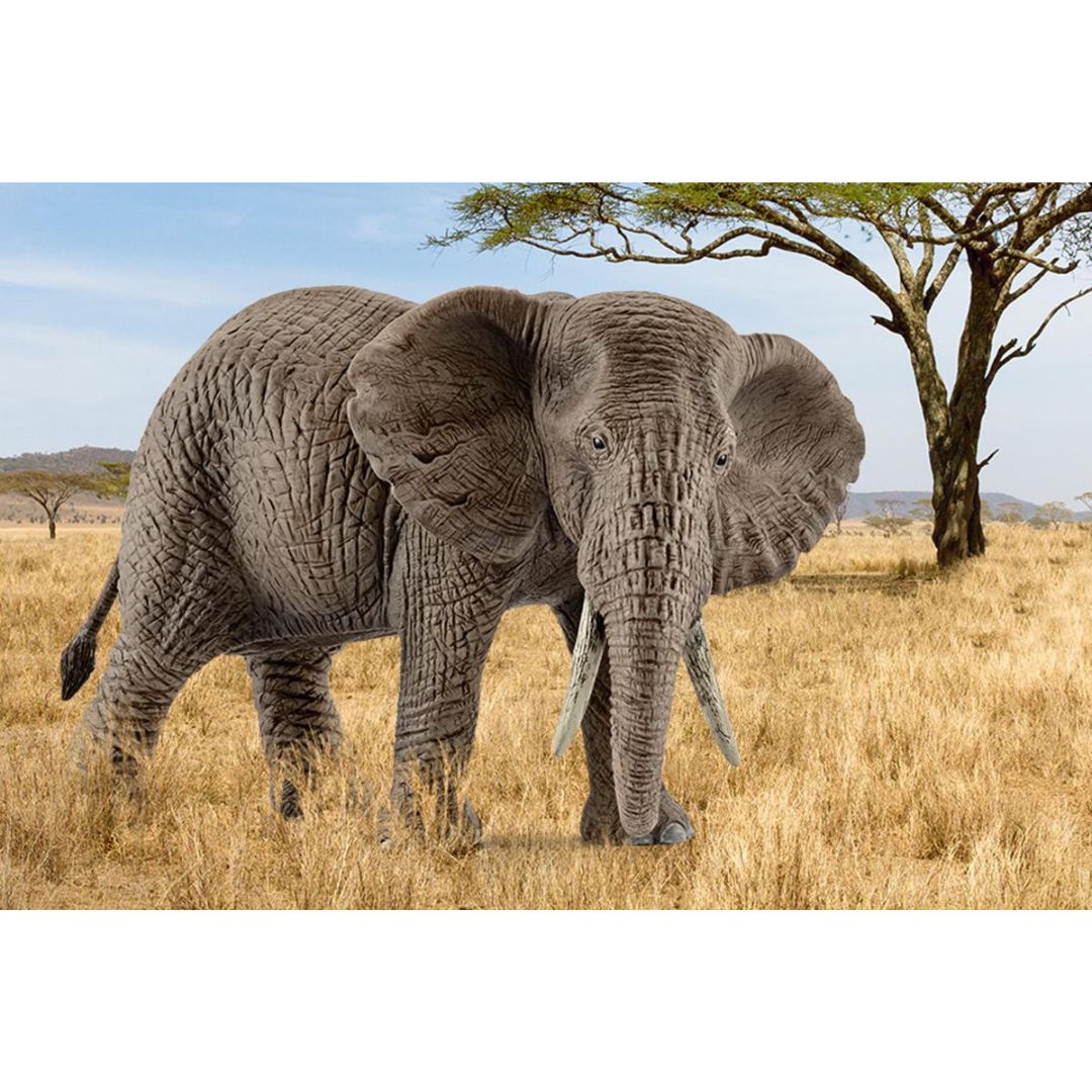 14761 Schleich Wild Life - Femmina di elefante africano