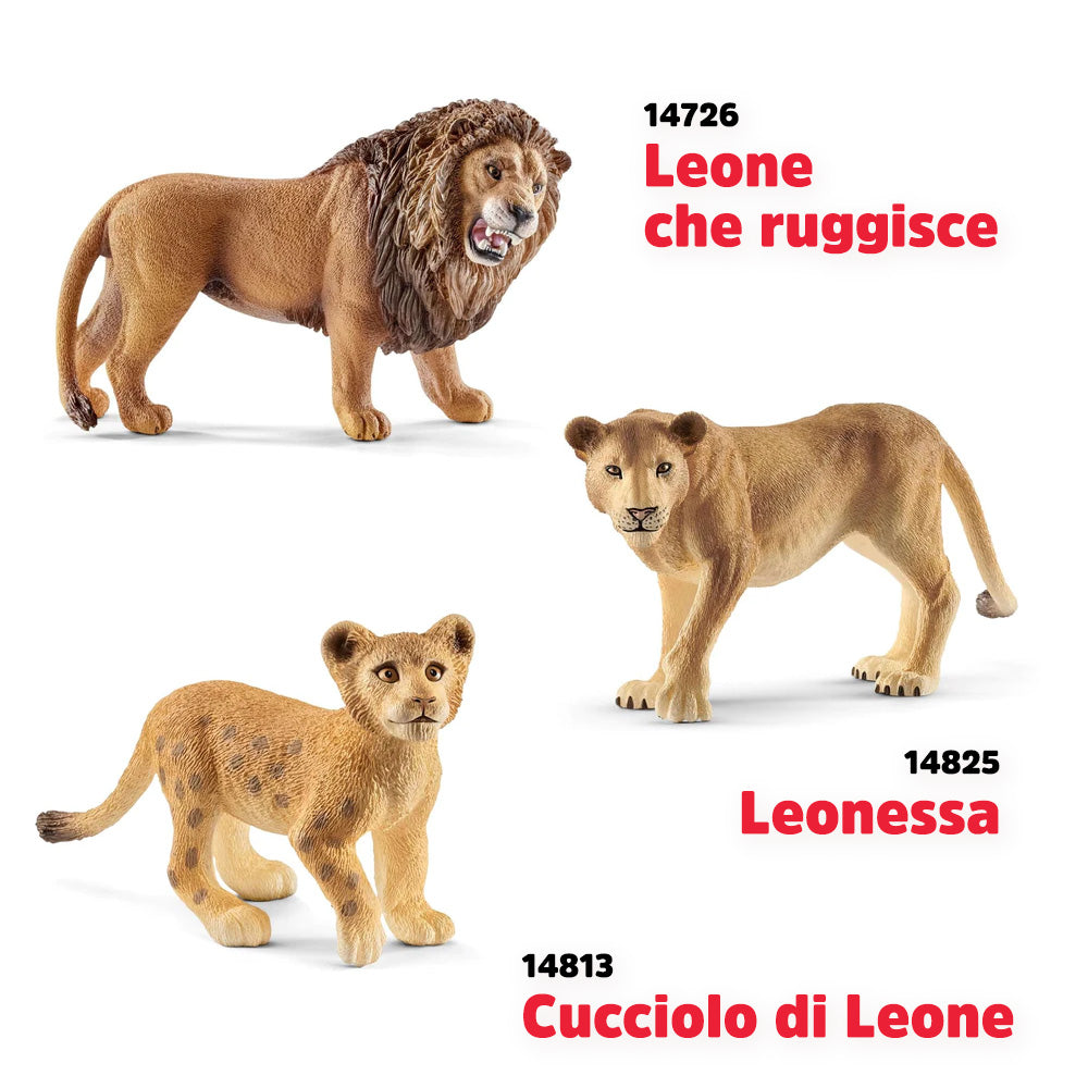 SH FAMIGLIA DI LEONI (14726 +14813+14825)