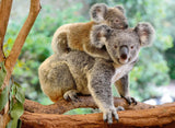 12945 Ravensburger Puzzle 200 pz. XXL Amore di Koala