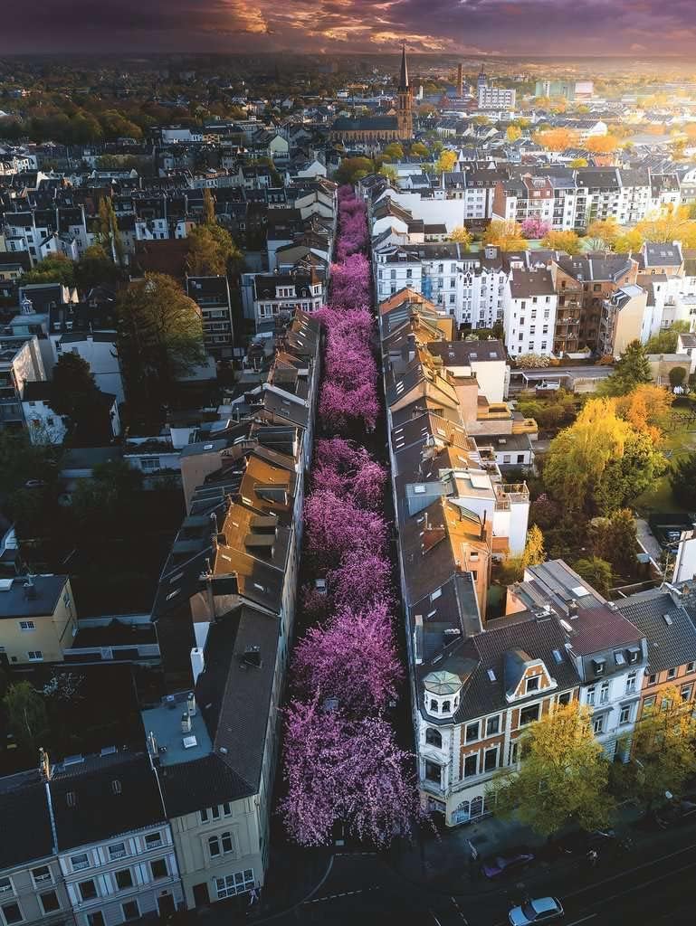 17104 Ravensburger PUZZLE ADULTI 1500 pz Panorama Bonn in fiore