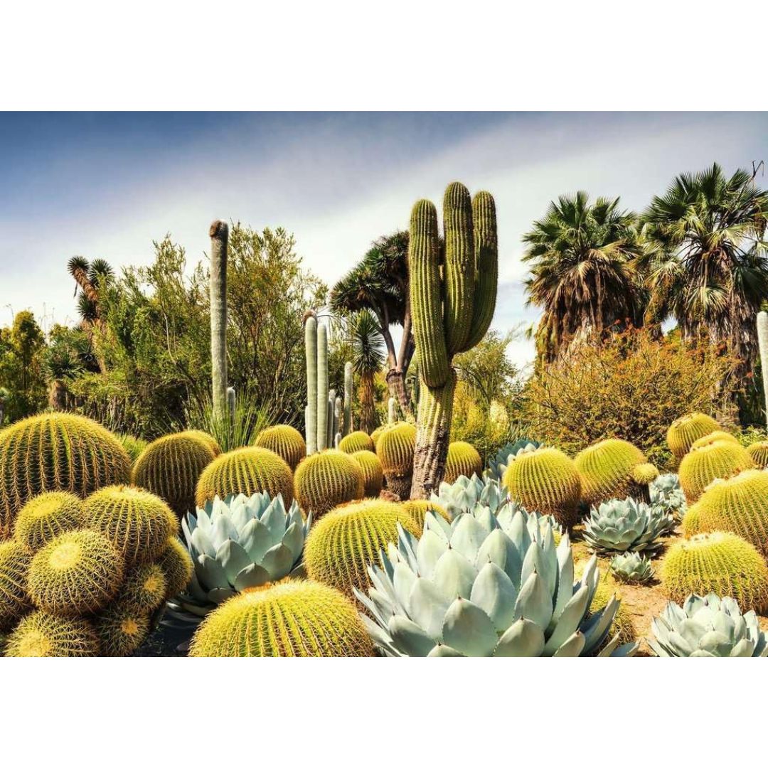 12000850 Ravensburger - The Huntington Desert Garden, California -Puzzle 1000 pz