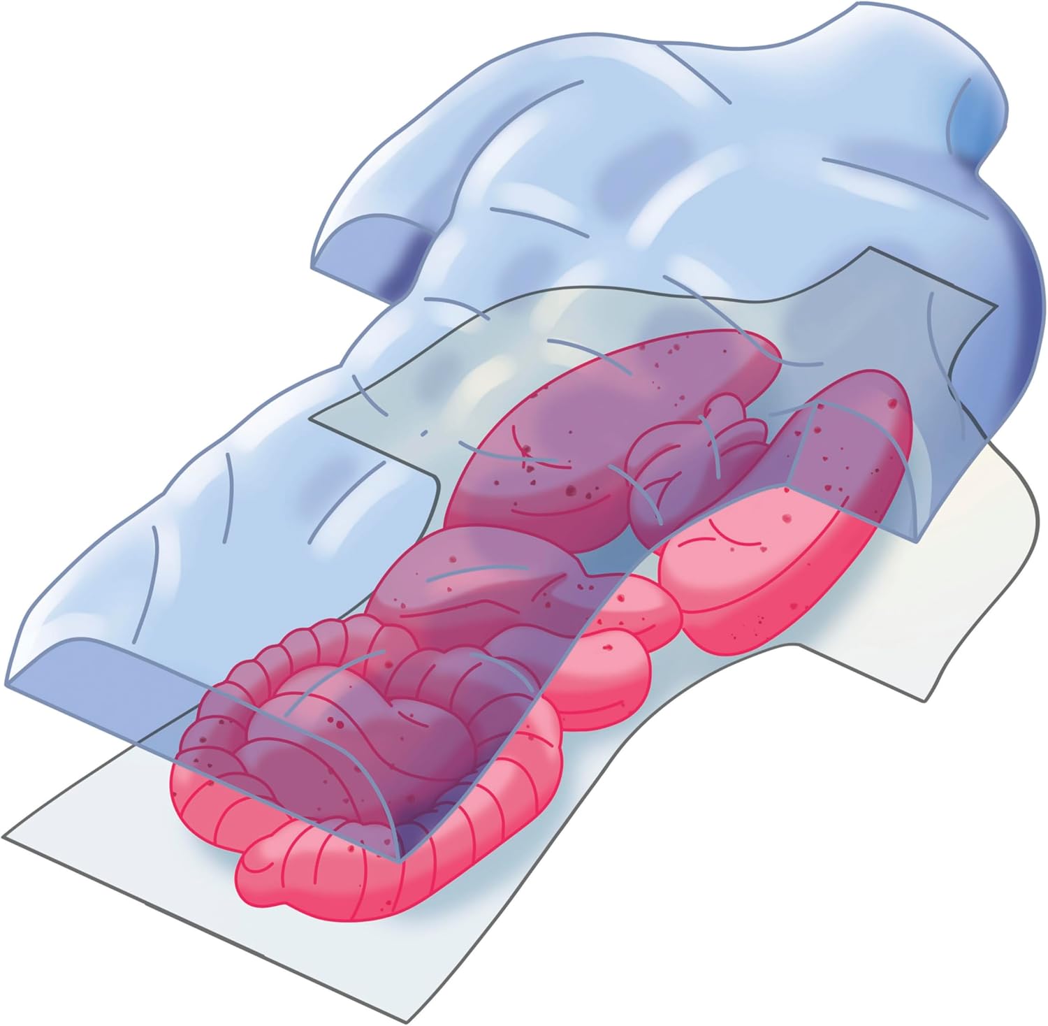 19414.8 Clementoni ANATOMIA SCHELETRO E ORGANI